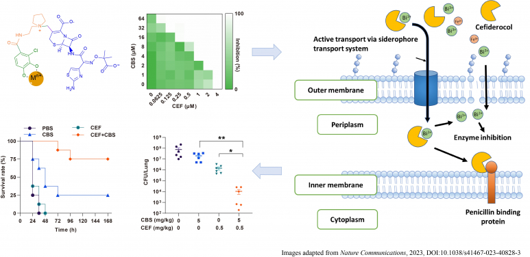 Figure 1. Bismuth and cefiderocol showed synergistic effect both in vitro and in vivo (lung infectious model) against PAO1, a strain of Pseudomonas aeruginosa, as a metallo-sideromycin complex transported actively into bacterial cells. Images adapted from Nature Communication, 2023, DOI: 10.1038/s41467-023-40828-3